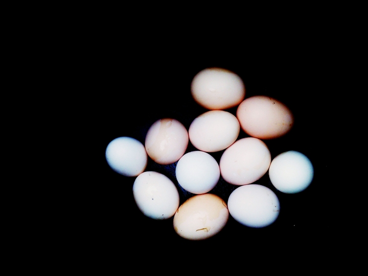 eggs