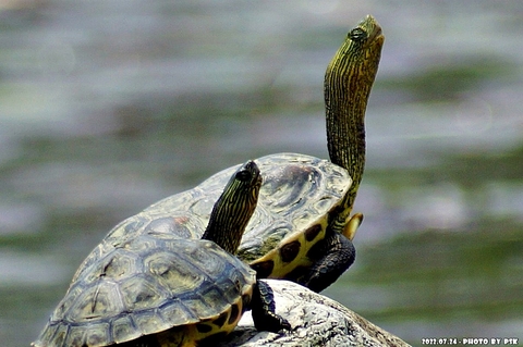 fondos de pantalla geoemydidae, reptile