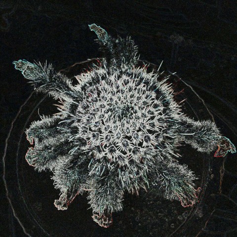 flower in night