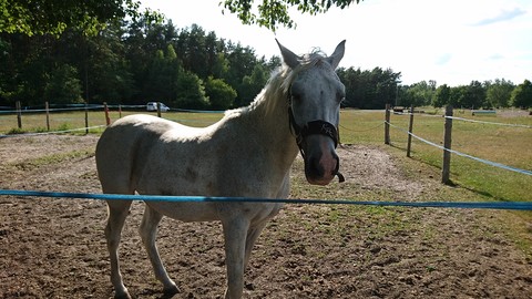 white horse
