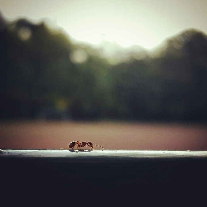 The ANT