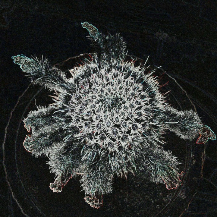 flower in night