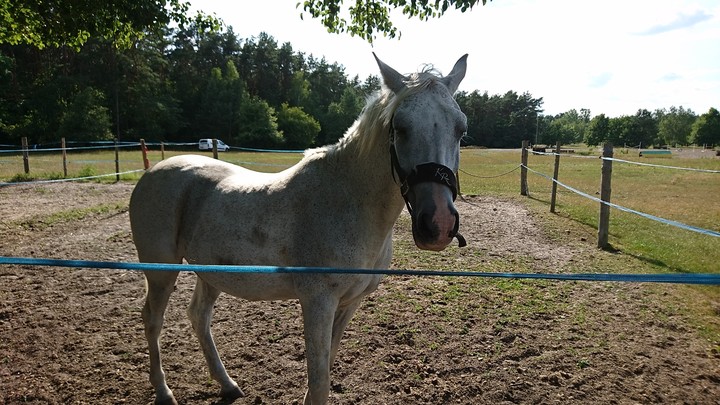 white horse