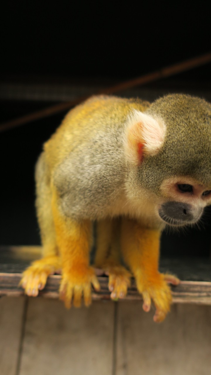 Pairi Daiza