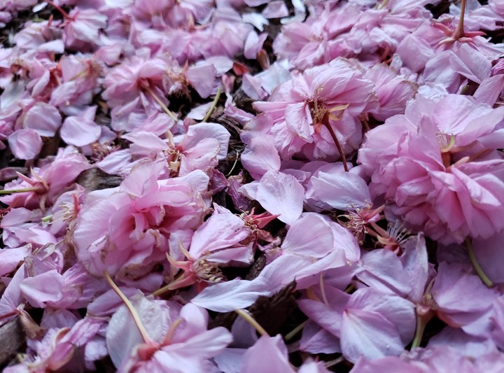 Pink Flowers