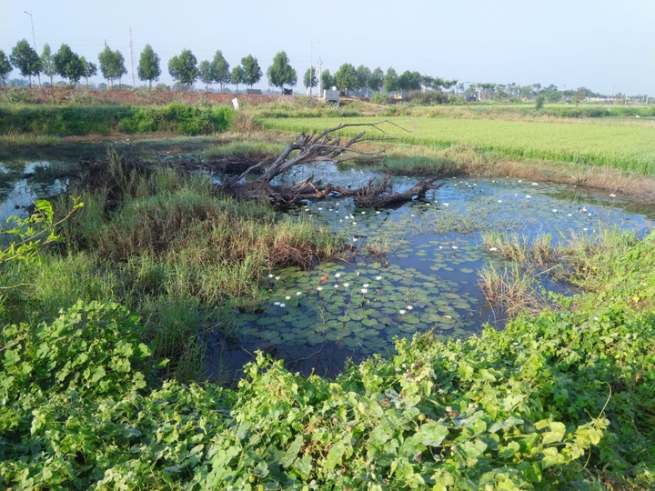 pond