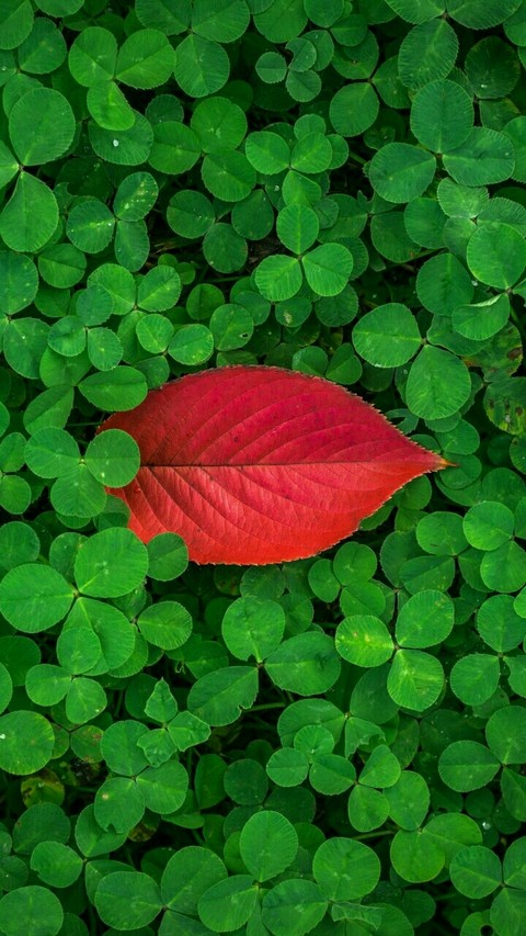 leaf # red