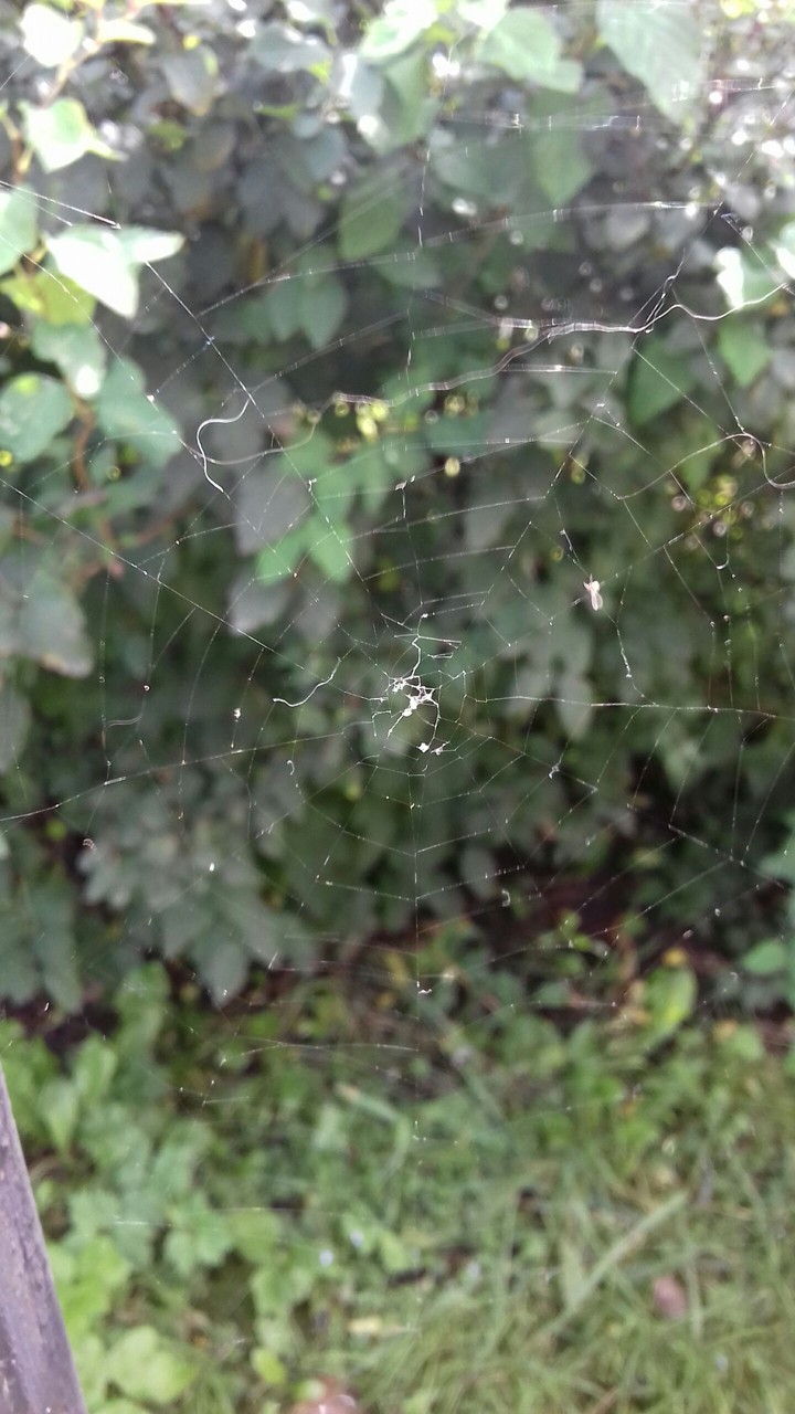 spider