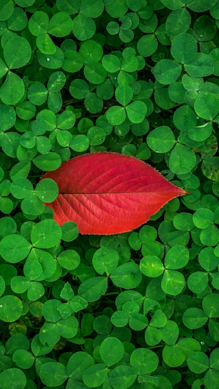 leaf #  red