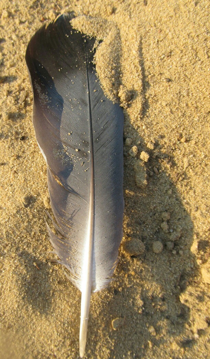 bird