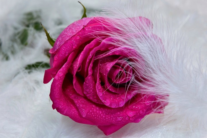 Roses & feather