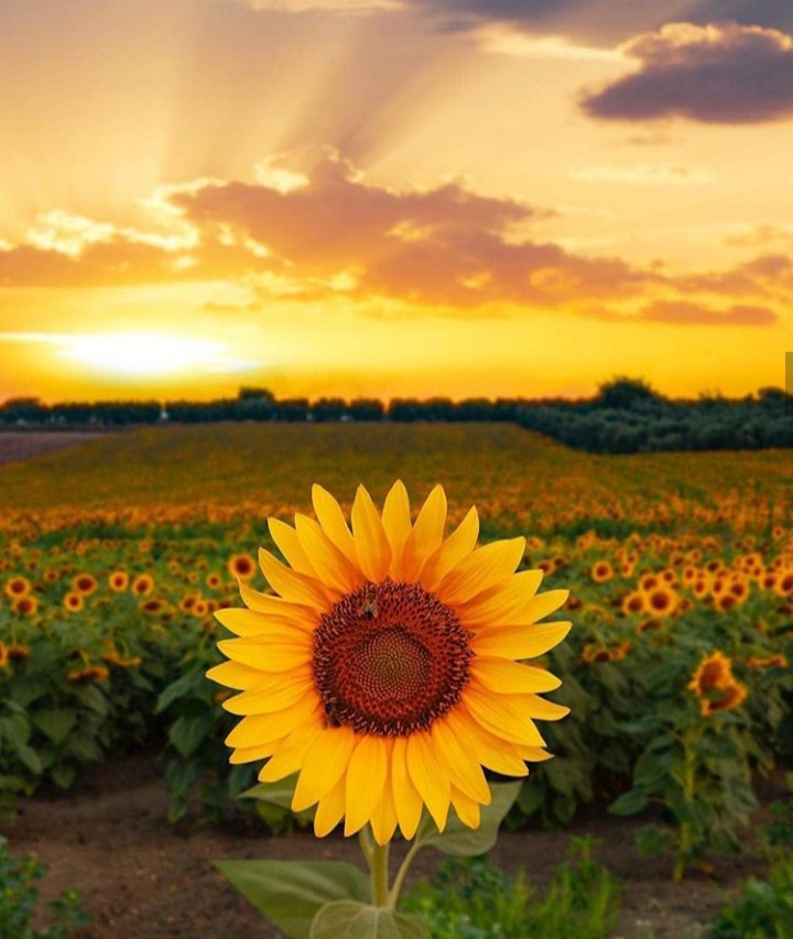 Sunflower