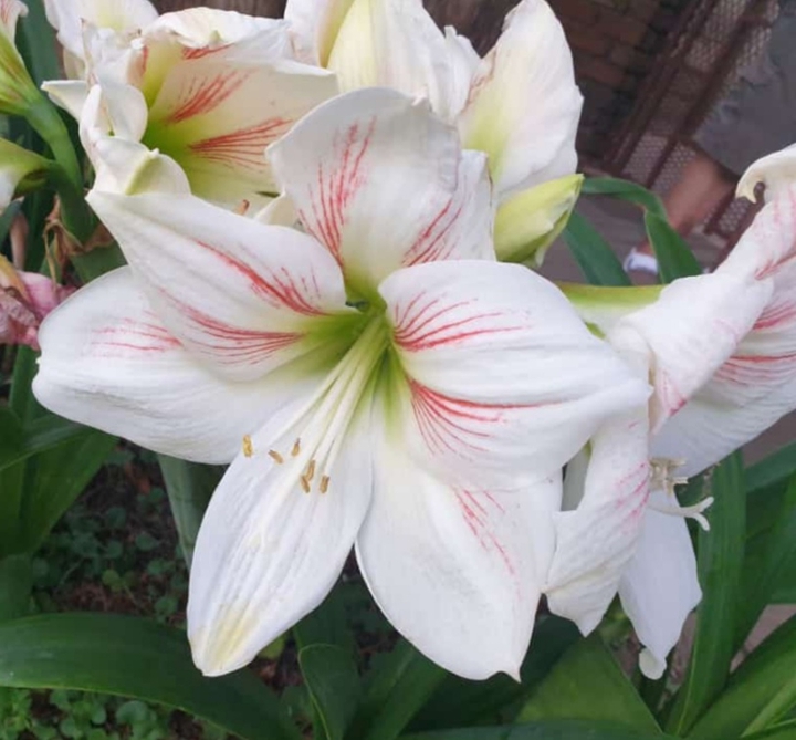 Flower