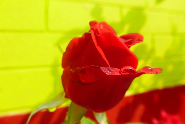 Red Rose 