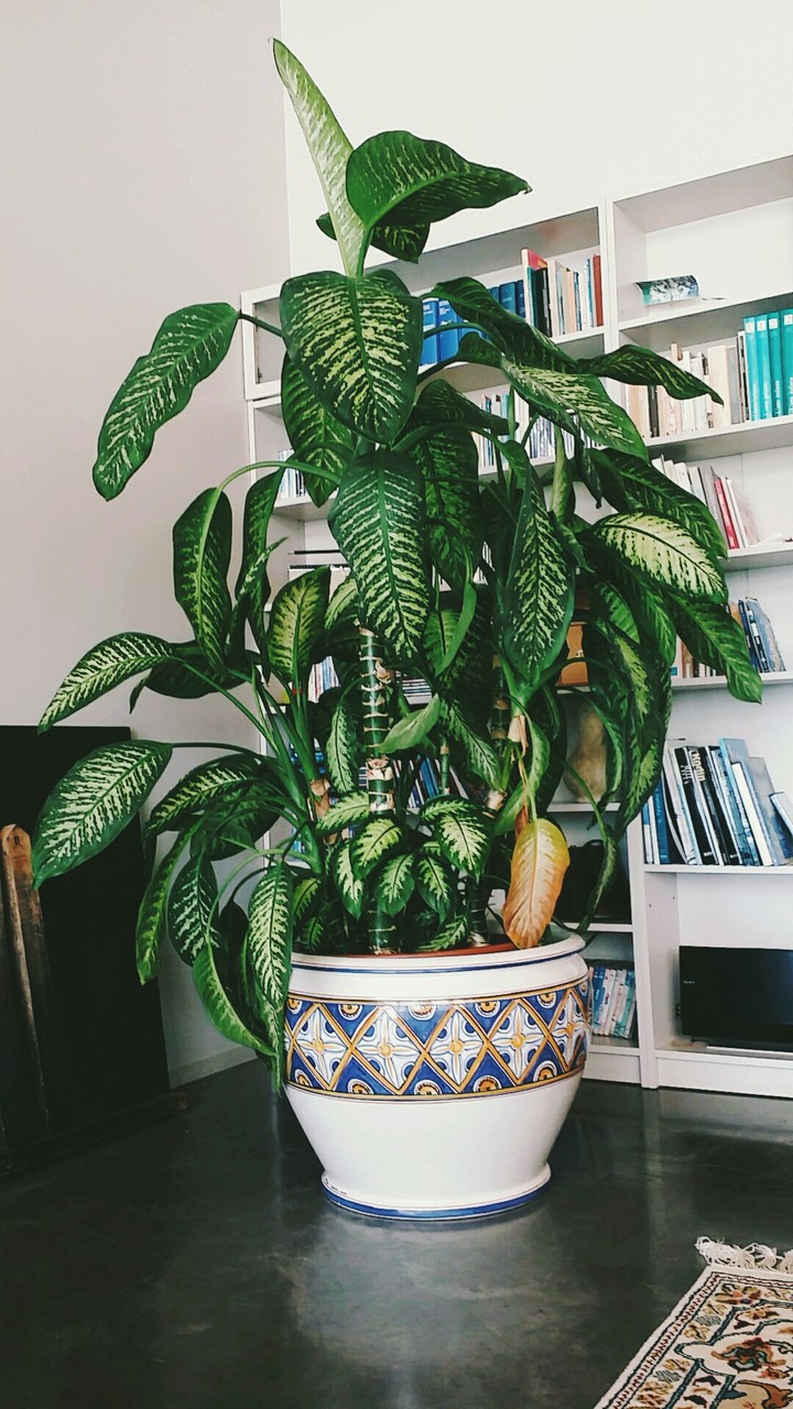 Jungle-home
