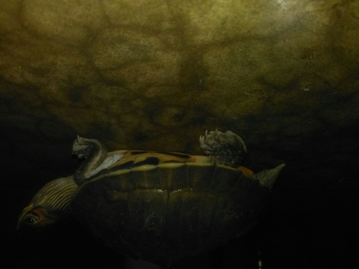 turtle