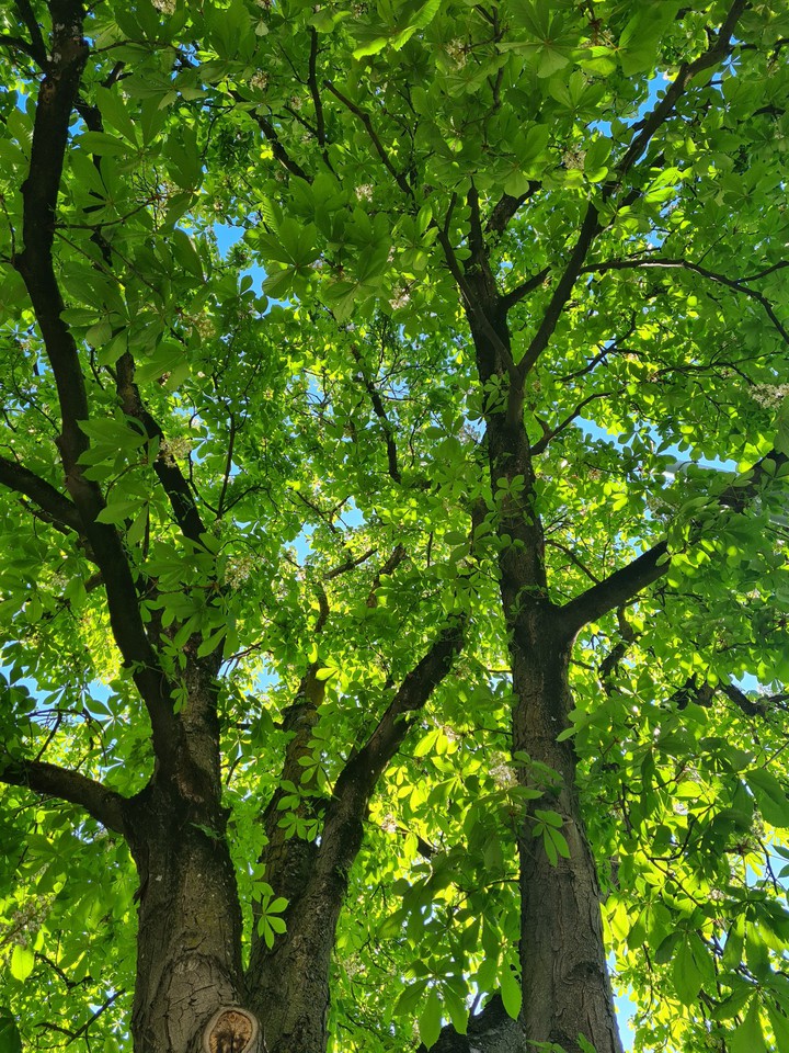nature