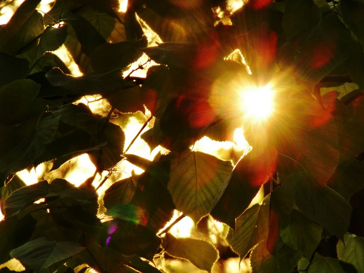 The light