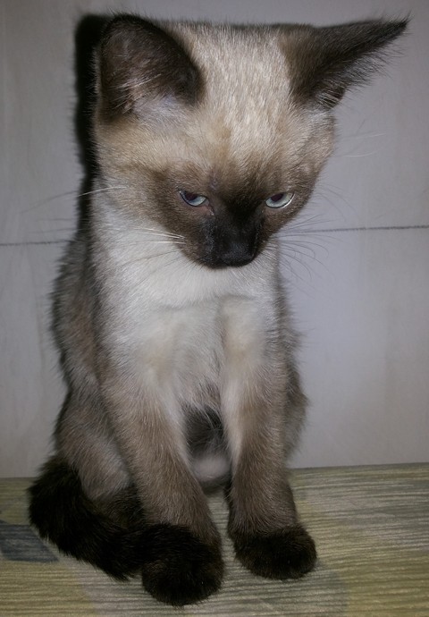 papéis de parede snout, whiskers