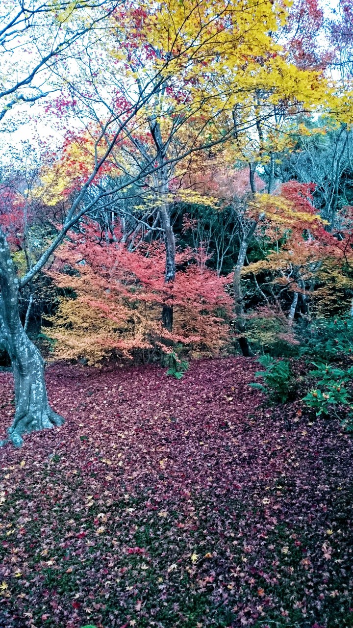 autumn leaves