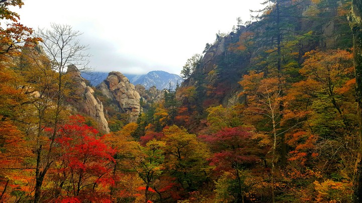 단풍