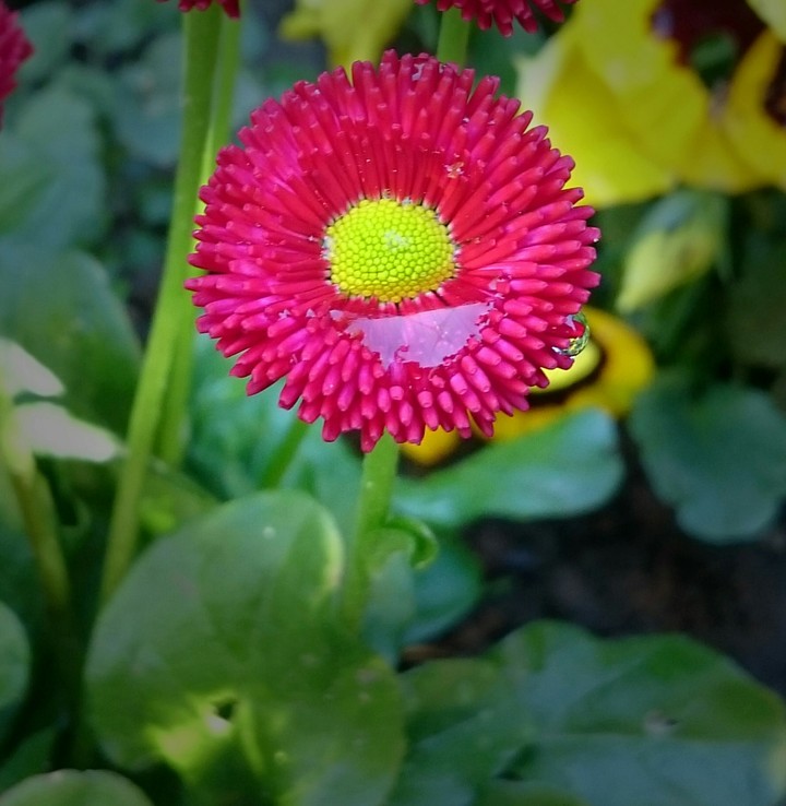 After Rain Bellis perennis