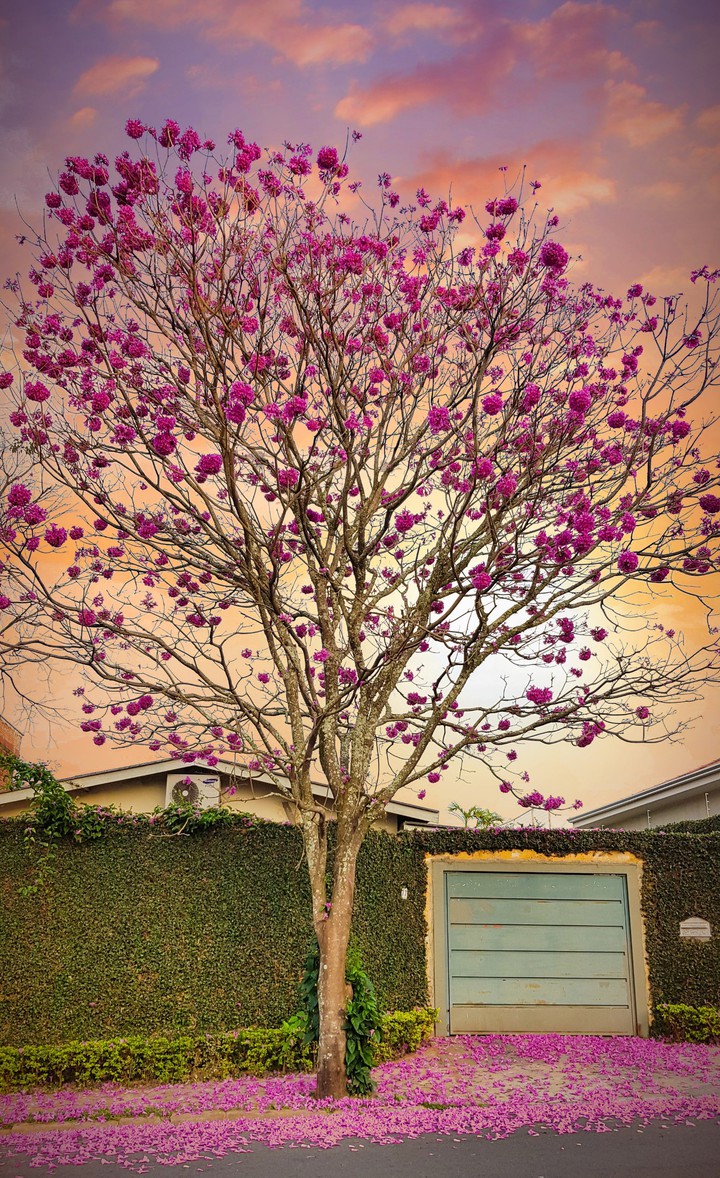 Meu Ipê rosa.