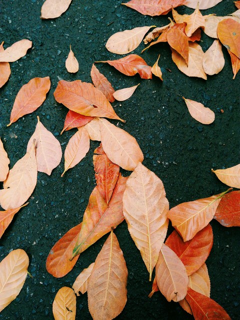 leaf