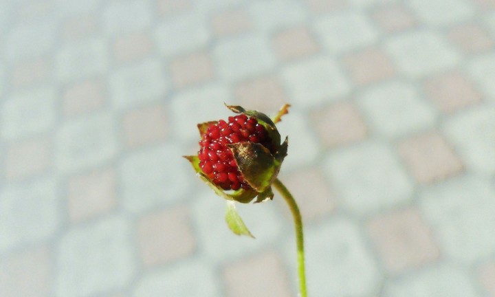 Macro.