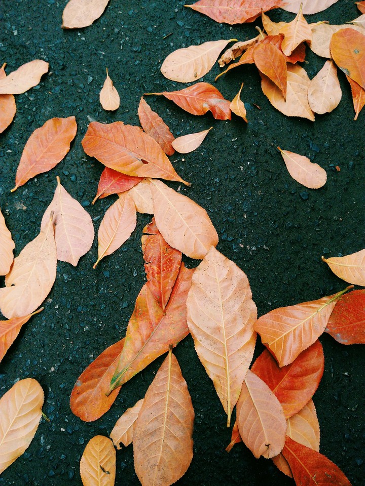 leaf
