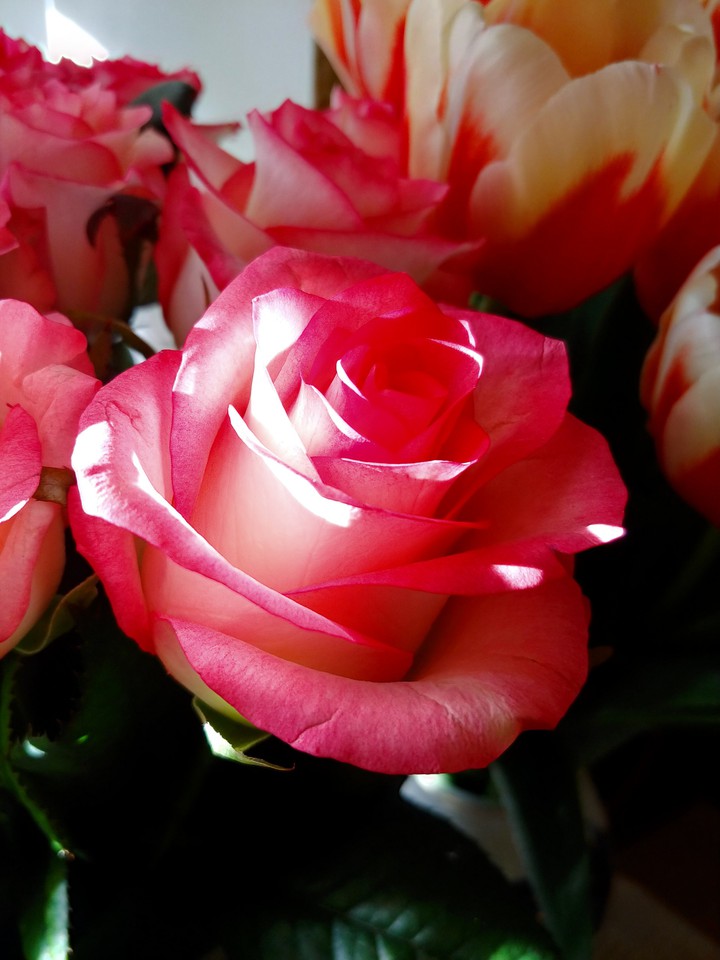 flower, rose