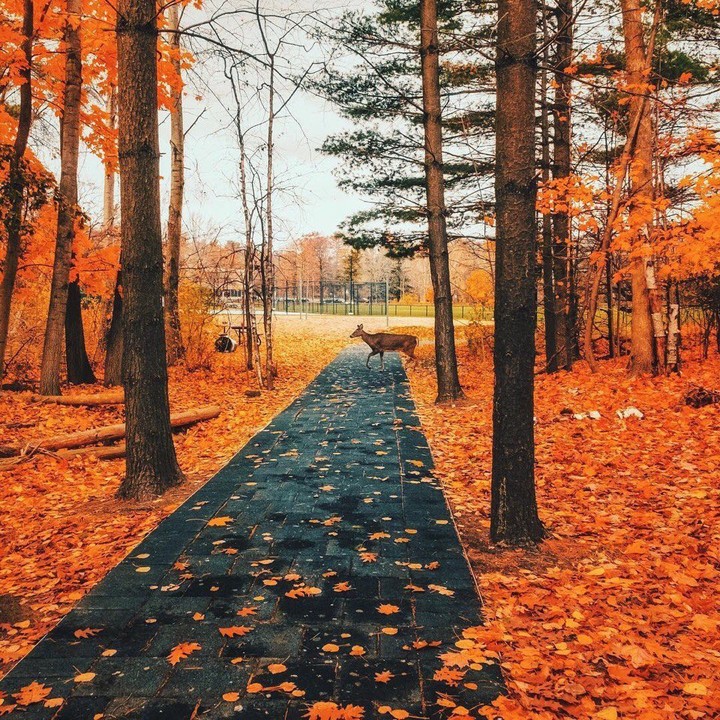 Orange way