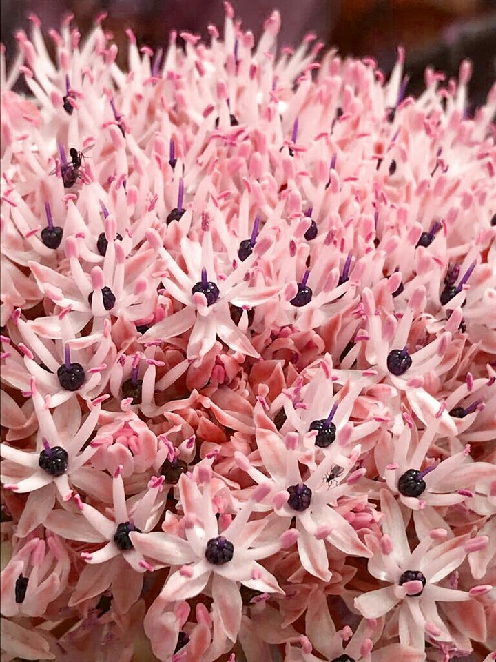 pink, white and purple