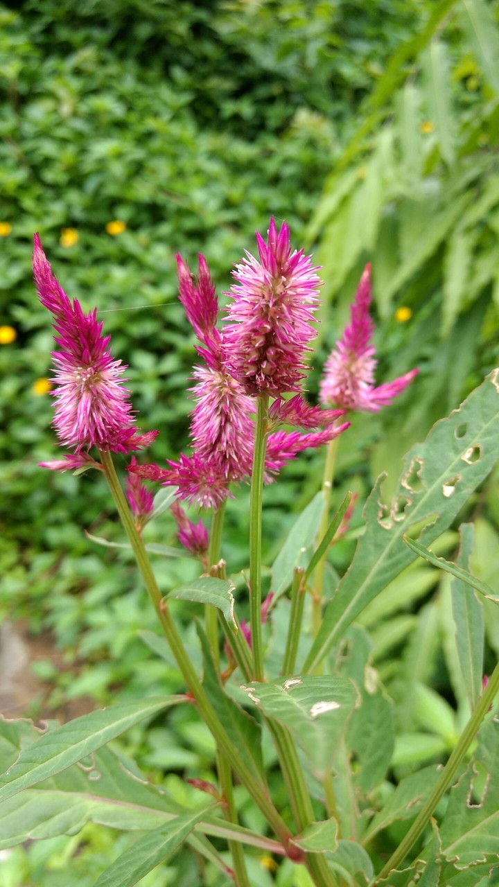 flower