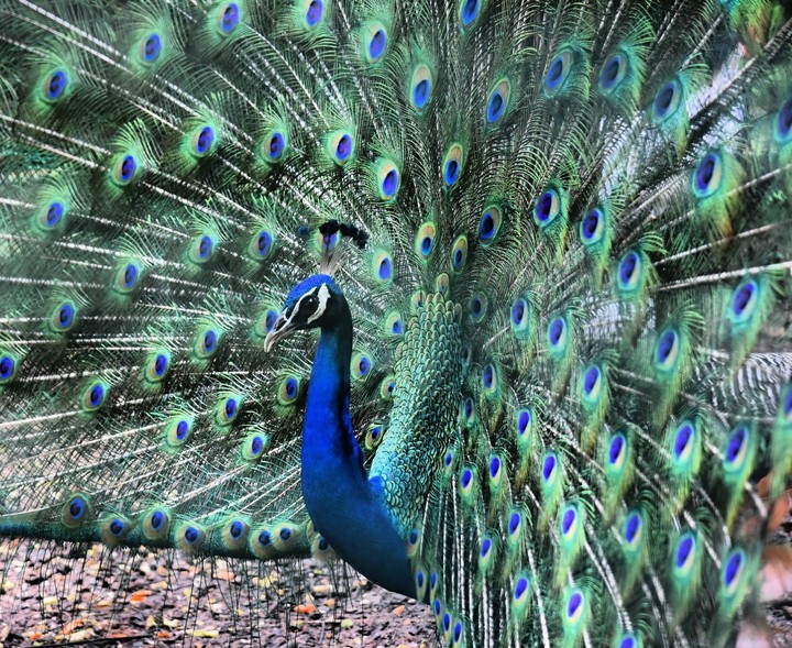 peacock