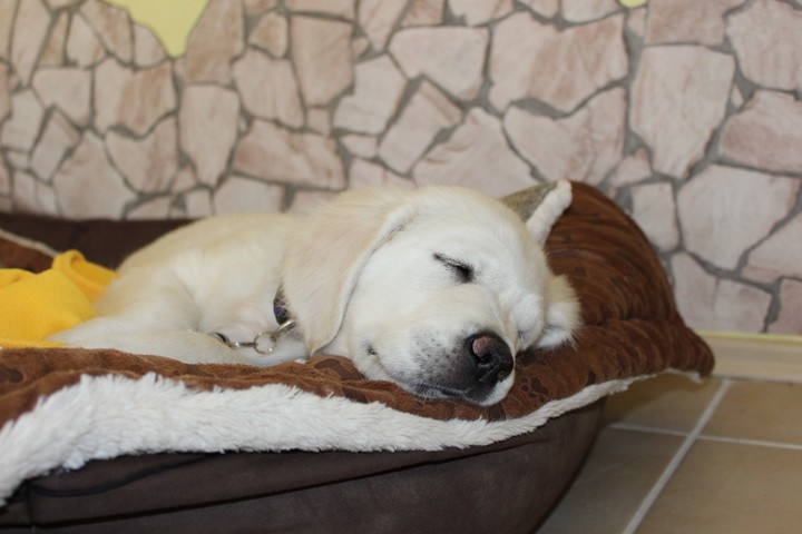 Golden Retriever Welpe
