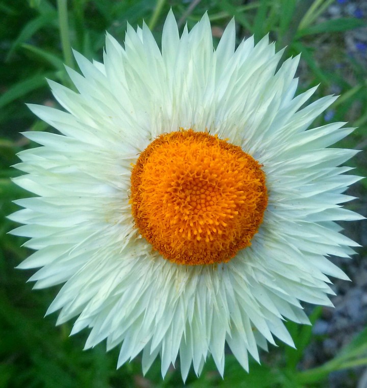 flower
