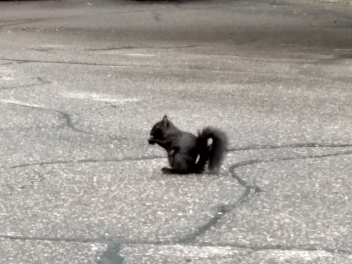 black squirrel