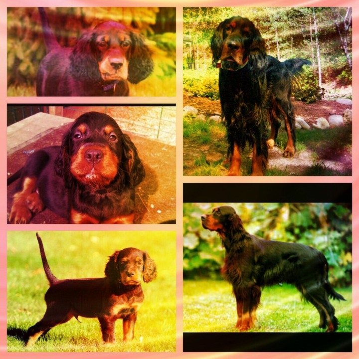 Gorden setters