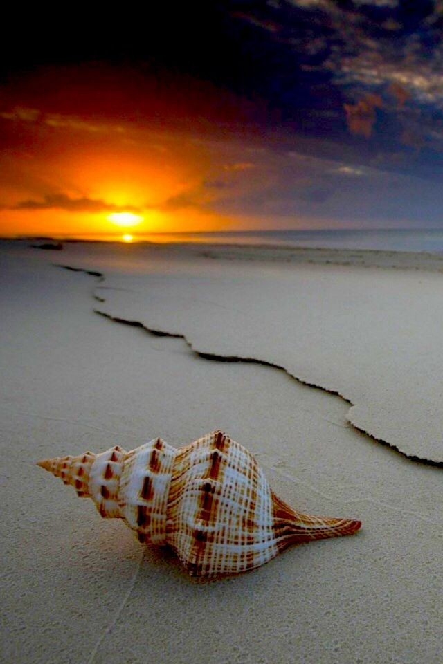 Beach sunset