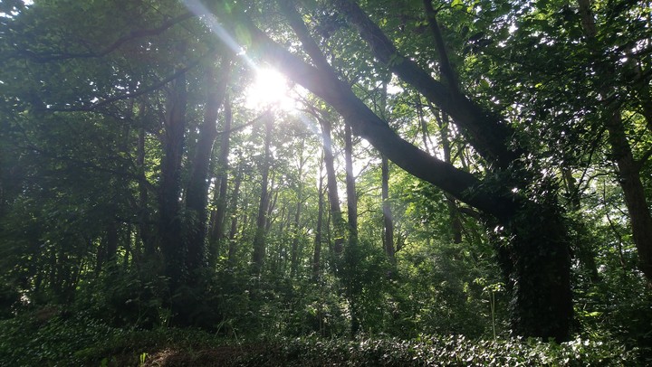 The dark woods