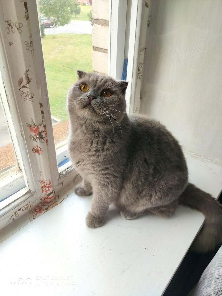 Котэ