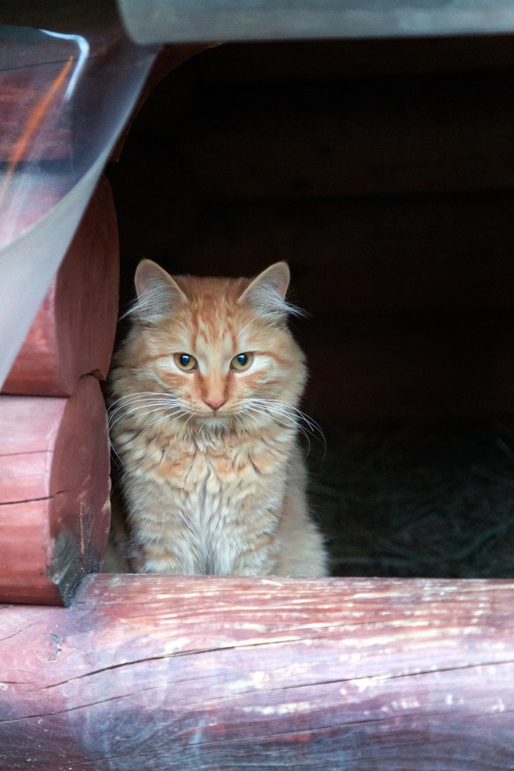 red furry