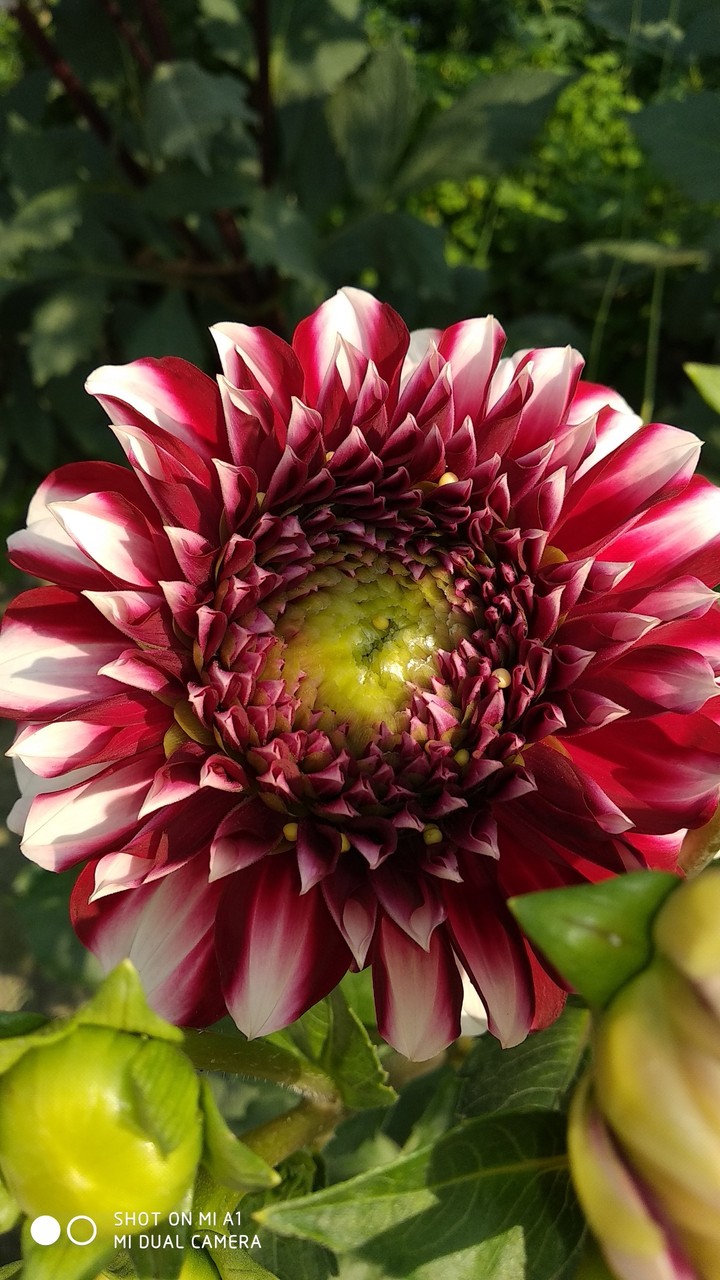 beautiful flowers