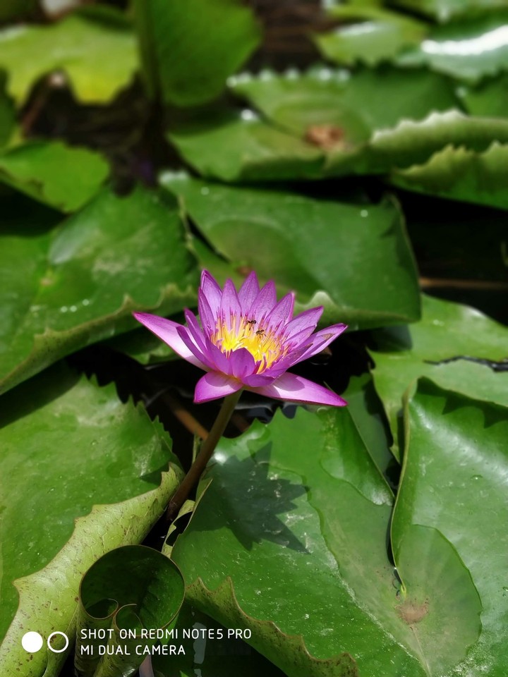 lotus