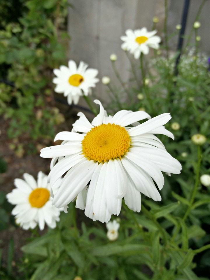 Flower's