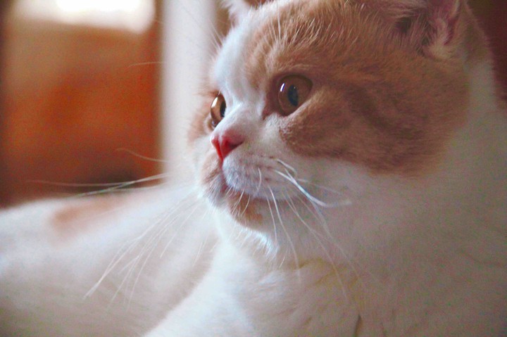 cat❤️