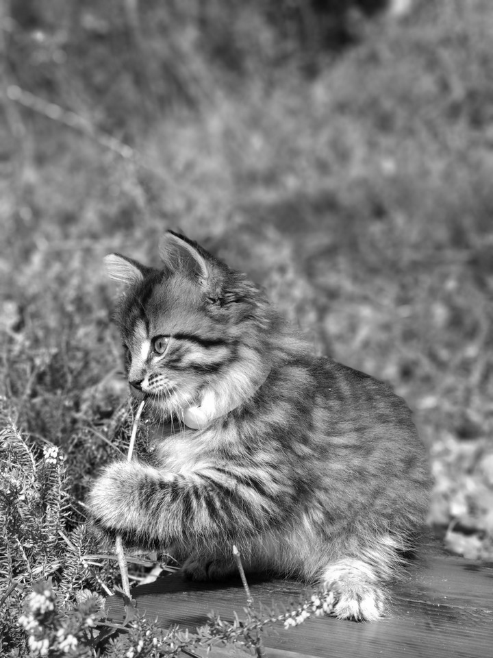 Kitty cat cleaning teeth