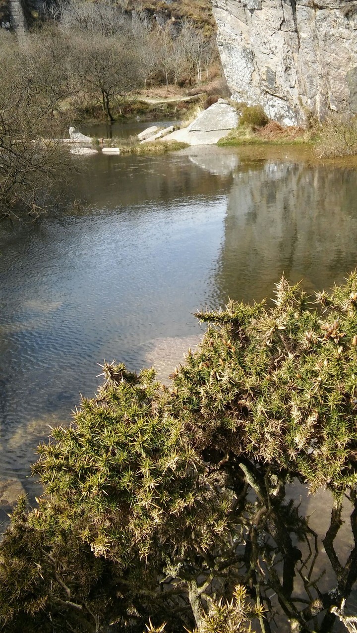 A wild pond