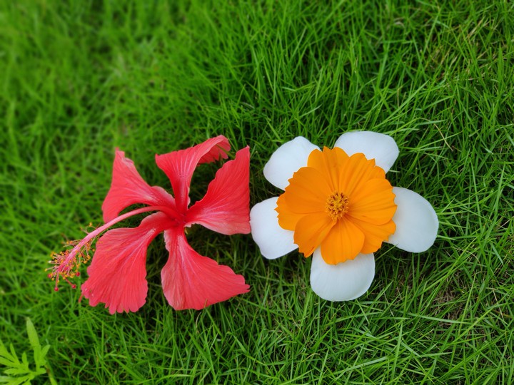 flowers families